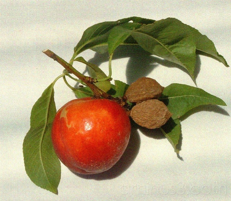 Nectarine