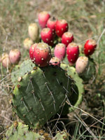 Fumari Prickly Pear