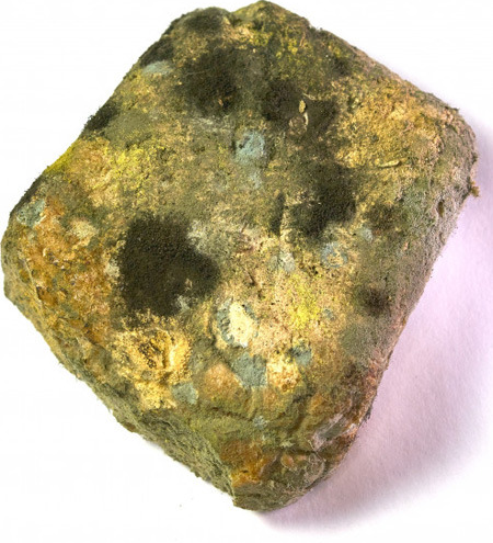 moldy bread