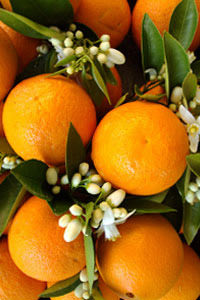 tangiers double orange