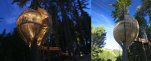 hookah in redwoods treehouse